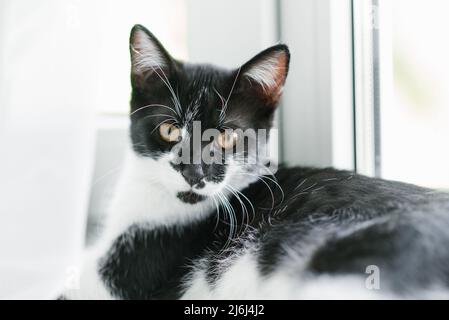 A beautiful young kitten of black and white color is sitting on the window. Home favorite pet Stock Photo