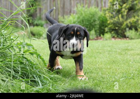 Puppy of Greater Swiss Mountain Dog in the garden Stock Photo