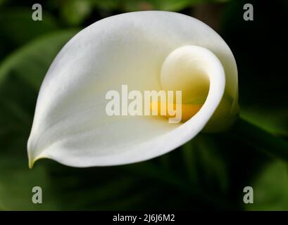White, Calla Lily against a natural low-key background. Zantedeschia aethiopica. Selective shallow focus on stamen. Springtime - Sintra, Portugal. Stock Photo