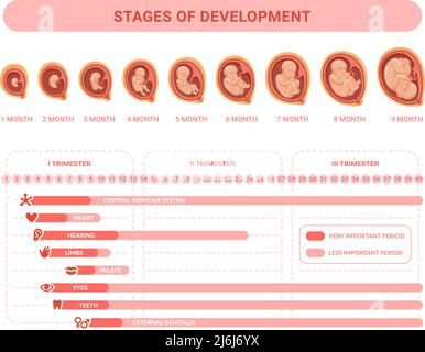 fetal development timeline chart