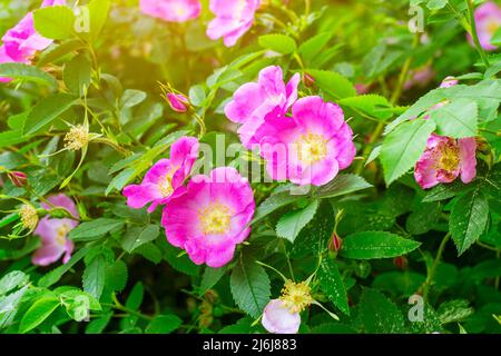 Soft fresh wild light pink dog-rose (briar, brier, eglantine, canker-rose) flower on bright green leaves background in the garden in spring on a sunny Stock Photo