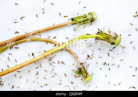 Dandelion seed head and seeds on a white background. Stock Photo