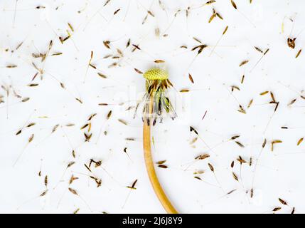 Dandelion seed head and seeds on a white background. Stock Photo