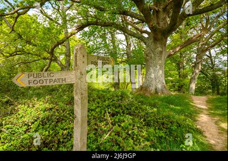 Public footpath. Wooden signpost in front of a large oak tree in a wood near Billingshurst in West Sussex, England. Stock Photo