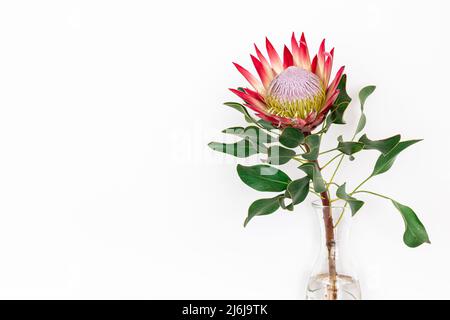 Beautiful protea flower on a white background isolated. Stock Photo