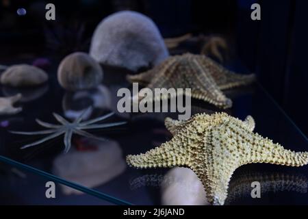 Close-up, starfish on a dark background in the aquarium. Stock Photo