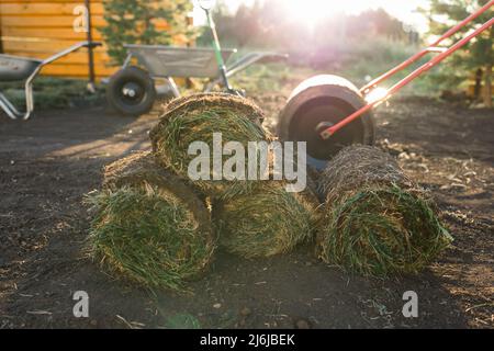 Installing new grass turfs from a roll - Garden building theme Stock Photo