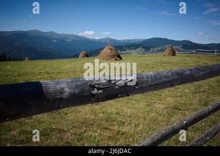 Green meadow with haystacks in highlands. Chornohora mountain range the part of Carpathian Mountains on background. Old wooden fence in foreground Stock Photo