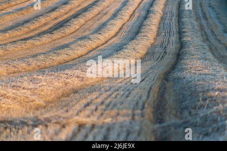 Several straw swaths, with wheat stubble in between, left in straight lines on the sloping field by the combine harvester after the wheat harvest Stock Photo
