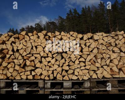 Three versions of wood, the forest behind the stack of firewood standing on wooden pallets. All good things come in threes. Stock Photo