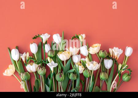 Bouquet of white tulips on a red background, flat lay. Stock Photo