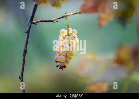 Close up of backlit bunch of green grapes in vineyard hanging from vine ready for harvest. White wine grapes in the vineyard, beautiful autumn scene. Stock Photo