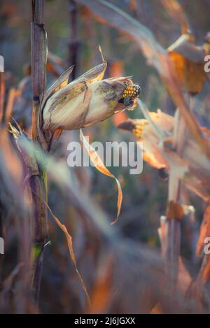 Harvest ready corn on stalk in maize field. Corn grown in farmland, cornfield. Stock Photo