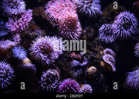 Closeup image of soft coral colony tentacles. Stock Photo