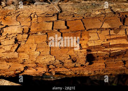 Old cracked tree stump. Old wood texture. Stock Photo