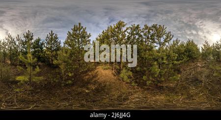 360 degree panoramic view of full seamless spherical hdri panorama 360 degrees angle view on plantation or pinery forest of young conifers with a lot of plants in equirectangular