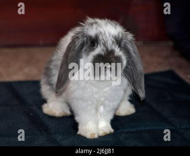 Grey and White Mini Lop Rabbit doe kit (9 weeks) Stock Photo