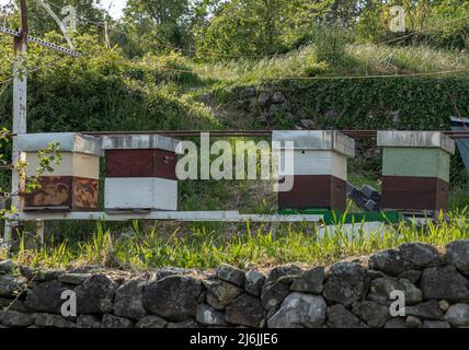 Home made populated bee hives outdoors in a row above a stone wall Stock Photo