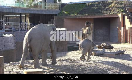 African Elephant Baby And Mom. Animal world. Elephant family mom and baby walk on their territory in sunny weather