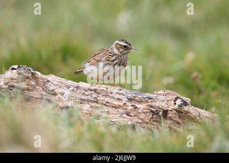 Woodlark (Lullula arborea) foraging on a decaying log Stock Photo