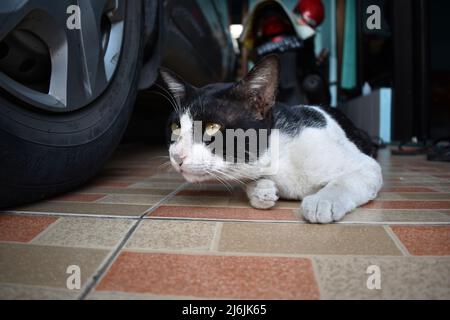 a black and white cat resting near car wheel. Stock Photo