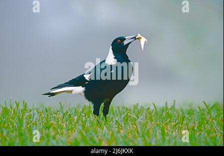 Australian Magpie,   (Gymnorhina t tibicen.)   Black-backed form .  Lismore, New South Wales. Stock Photo