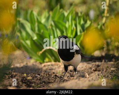 A common magpie (Pica pica) walking and searching for nesting material in the garden, sunny day in early springtime Stock Photo