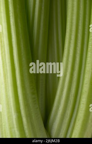 Texture of celery stalks close up, selective focus. Stock Photo