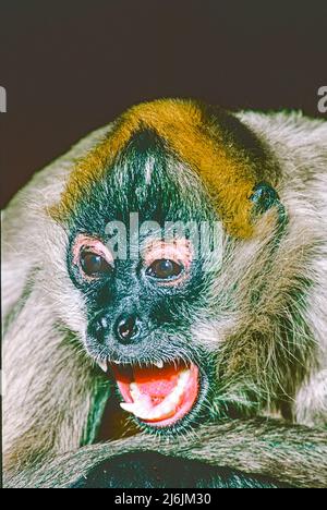Geoffroy's or Black-handed Spider Monkey ,  (Ateles geoffroyi.)  Resident  Mexico to Central Panama. Listed as  Endangered. Stock Photo