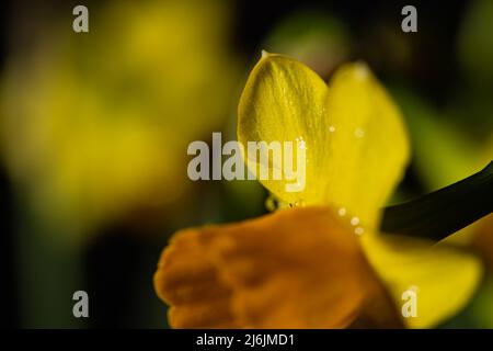 Yellow narcissus flower in bloom close up still with yellow petals isolated on a black background Stock Photo