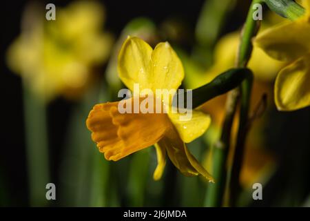 Yellow narcissus flower in bloom close up still with yellow petals isolated on a black background Stock Photo