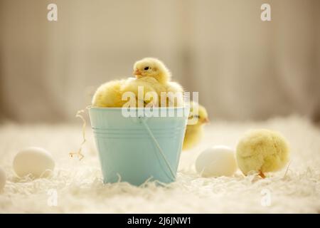 Litttle cute chicks in a basket, isolated image indoors Stock Photo