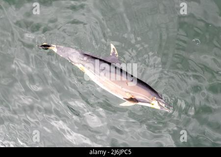 Glengarriff, West Cork, Ireland. 2nd May, 2022. A dead common dolphin has been seen floating around the harbour in Glengarriff. Locals say the dolphin has been dead in the harbour for over a week. Credit: AG News/Alamy Live News.