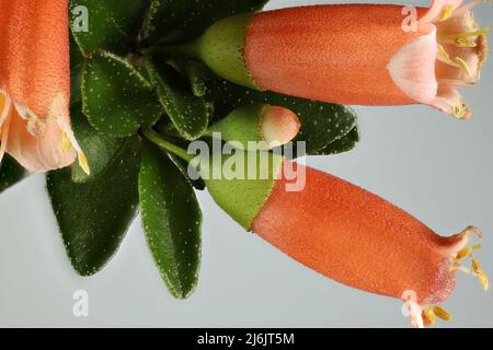 Isolated Correa pulchella 'Orange Glow' flower and buds Stock Photo