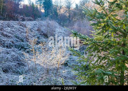 Winter in the Forest of Dean - Morning frost in the valley of Bixslade, near Cannop, Gloucestershire, England UK Stock Photo