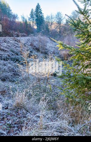 Winter in the Forest of Dean - Morning frost in the valley of Bixslade, near Cannop, Gloucestershire, England UK Stock Photo