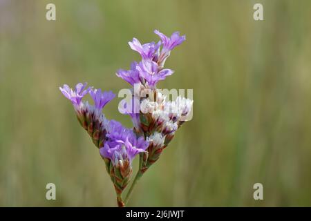 Tall Sea lavender / Rock sea lavender (Limonium procerum procerum / Limonium binervosum agg.) flowers in coastal sand dunes, Oxwich National Nature Re Stock Photo