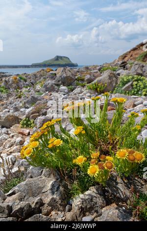 Golden samphire (Inula crithmoides) flowering among coastal rocks above the tide line with the Worm’s Head peninsula in the background, Rhossili Wales Stock Photo