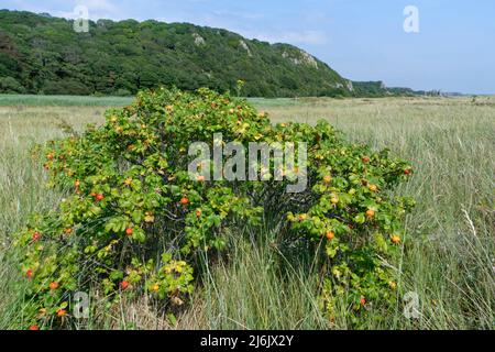 Beach rose / Japanese rose (Rosa rugosa) bush fruiting on sand dune slack near a marshy coastal inlet, Oxwich NNR, The Gower, Wales, UK, July. Stock Photo