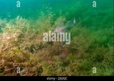 An adolescent small bluegill swimming over the weeds Stock Photo