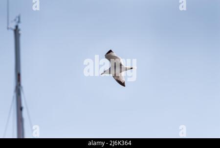 Flying Audouin's Gull (Larus audouinii) Stock Photo