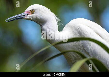 Snowy egret (Egretta thula) at St. Augustine Alligator Farm's wild wading bird rookery on Anastasia Island in St. Augustine, Florida. (USA) Stock Photo