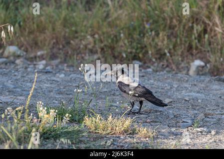 Hooded Crow (Corvus cornix) eating ants Stock Photo