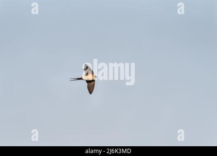 Flying Red-Rumped Swallow (Cecropis daurica) Stock Photo