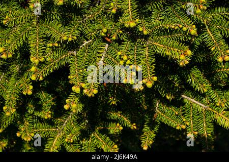 Norway spruce - Picea abies or European spruce new needles. Natural coniferous background texture. Selective focus blur. Stock Photo