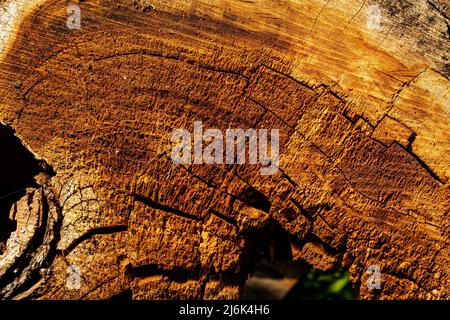 Old cracked tree stump. Old wood texture. Stock Photo