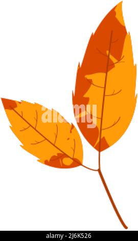Withered autumn motley leaf. Fallen leaf with variegated texture. Stock Vector