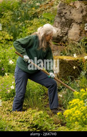 A lady gardener at work weeding the borders, Chatsworth House, Derbyshire, UK Stock Photo