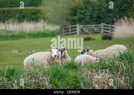 Flock of sheep grazing on fresh green grass in the Norfolk countryside Stock Photo