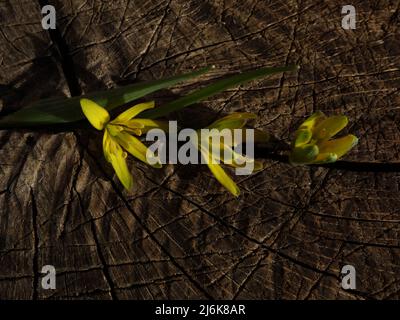 Yellow star-of-Bethlehem placed on a tree stump can be used as a frame for photos or background for cards, invitations or for your scrapbook ideas. Stock Photo